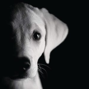 Μαξιλαράκια με κατοικίδια - Dog Lover