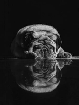 Μαξιλαράκια με Φωτογραφία κατοικίδια - Dog Lover
