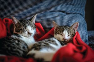 Μαξιλαράκια με κατοικίδια - Cats Lover