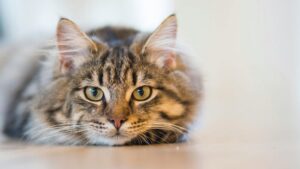 Μαξιλαράκια με Φωτογραφία κατοικίδια - Cat Lover