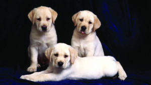 Roll Up Για Stand, Και Για Τζάμια - Dogs Lover