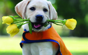 Roll Up Για Stand, Και Για Τζάμια - Dog Lover